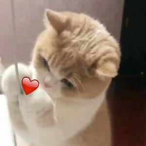 我可以设在姐姐脚下吗
